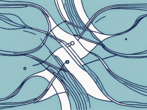 Two separate paths diverging from a single point